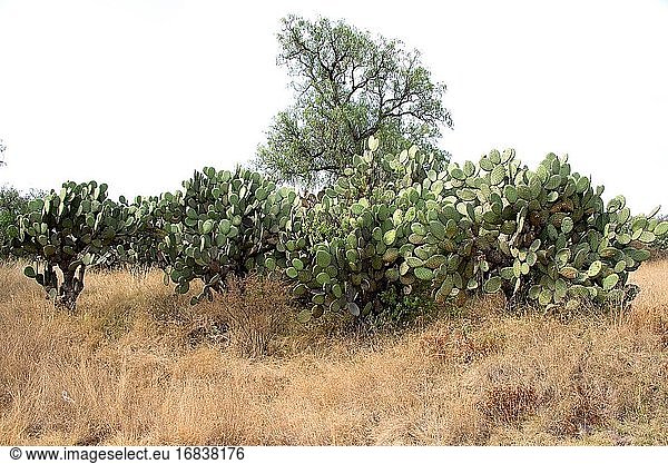 Die Barbary Feige oder Indische Feige (Opuntia ficus-indica) ist ein Kaktus  der in Mexiko beheimatet ist  aber in vielen ariden oder semiariden Regionen der Welt eingebürgert wurde. Dieses Foto wurde in Teotihuacan  Mexiko  aufgenommen.