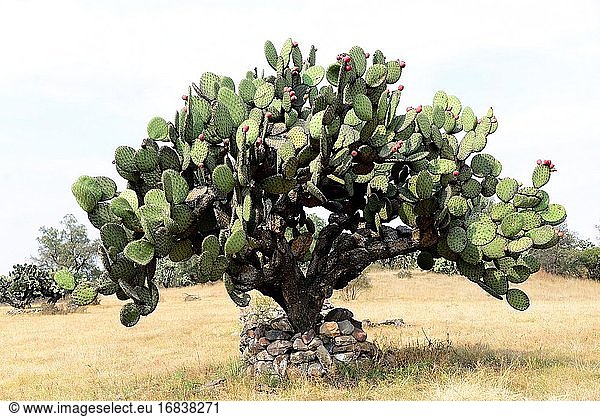 Die Barbary Feige oder Indische Feige (Opuntia ficus-indica) ist ein Kaktus  der in Mexiko beheimatet ist  aber in vielen ariden oder semiariden Regionen der Welt eingebürgert wurde. Dieses Foto wurde in Teotihuacan  Mexiko  aufgenommen.