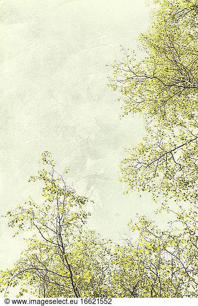 Die Baumkronen der Birken im Frühling