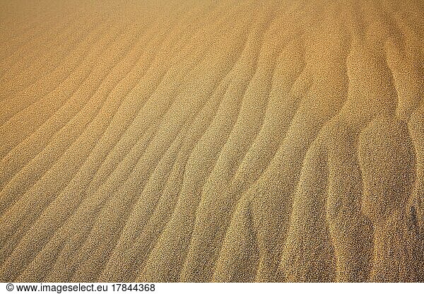 Die Dünen von Playa Del Inglés im Detail. San Bartolomé de Tirajana  Gran Canaria  Las Palmas  Kanarische Inseln  Spanien  Europa