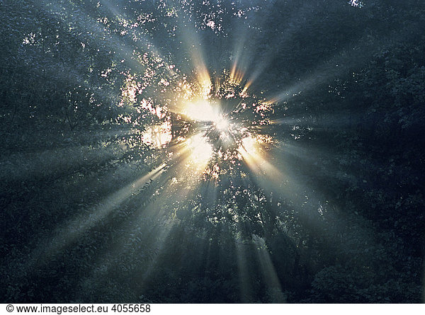 Die ersten Strahlen der Morgensonne brechen sich strahlenförmig durch den Morgennebel und das Laub der Bäume  Laubwald  Südengland  Großbritannien  Europa