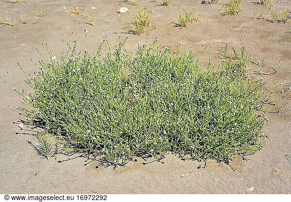 Die Europäische Seepocke (Cakile maritima) ist eine sukkulente einjährige Pflanze  die an den Küsten Europas  Nordafrikas und Westasiens heimisch ist. Dieses Foto wurde in Delta del Ebro  Provinz Tarragona  Katalonien  Spanien  aufgenommen.