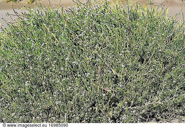 Die Europäische Seepocke (Cakile maritima) ist eine sukkulente einjährige Pflanze  die an den Küsten Europas  Nordafrikas und Westasiens heimisch ist. Dieses Foto wurde in Delta del Ebro  Provinz Tarragona  Katalonien  Spanien  aufgenommen.