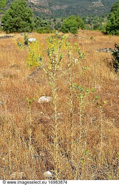 Die Färberdistel (Carthamus lanatus) ist eine einjährige  stachelige Pflanze  die im Mittelmeerraum beheimatet ist. Dieses Foto wurde im Naturpark Arribes del Duero  Provinz Zamora  Castilla y Leon  Spanien  aufgenommen.