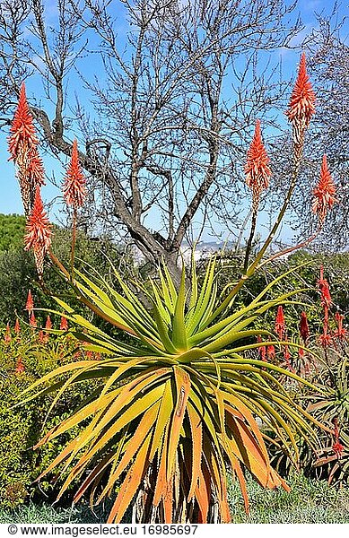 Die Französische Aloe (Aloe pluridens) ist eine sukkulente Pflanze  die in Südafrika beheimatet ist.