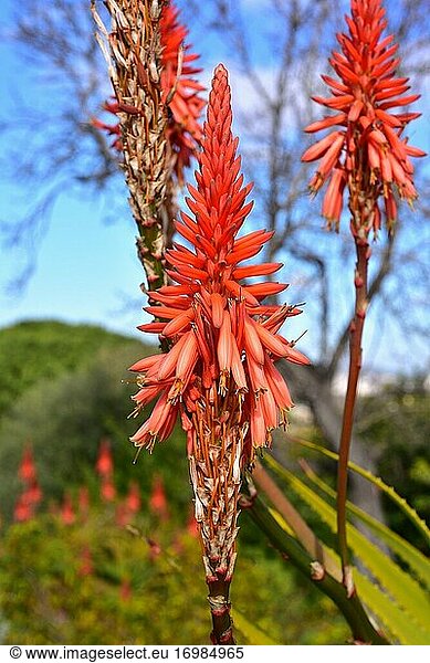 Die Französische Aloe (Aloe pluridens) ist eine sukkulente Pflanze  die in Südafrika heimisch ist. Blütenstände Detail.