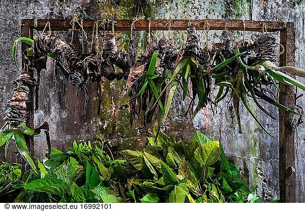 Die ganzen Aloe-Vera-Pflanzen hängen an einem Stand auf einem Straßenmarkt entlang des Flusses Atrato in Quibd?  Choc?  der Pazifikregion Kolumbiens.