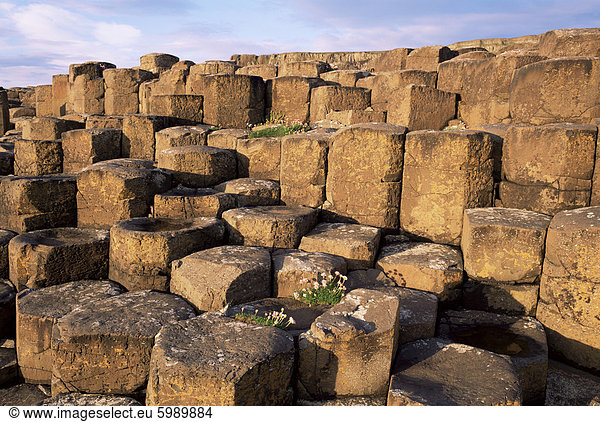 Die Giants Causeway  UNESCO World Heritage Site  Co. Antrim  Ulster  Nordirland  Vereinigtes Königreich  Europa