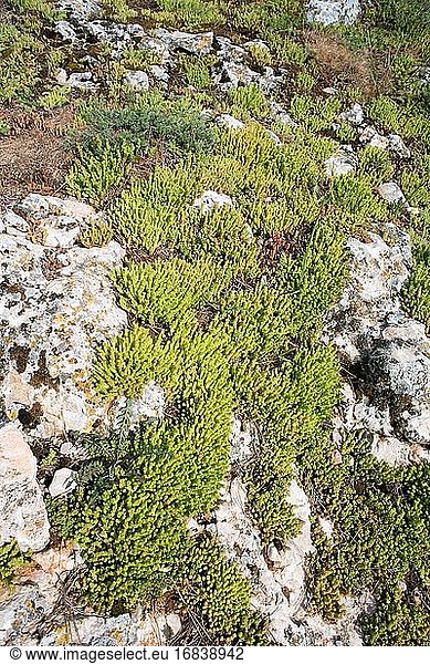 Die Goldmoos-Fetthenne (Sedum acre) ist eine mehrjährige sukkulente Pflanze  die in Europa heimisch ist  aber in Nordamerika  Japan und Neuseeland eingebürgert wurde. Dieses Foto wurde in Valeria  Provinz Cuenca  Castilla La Mancha  Spanien  aufgenommen.