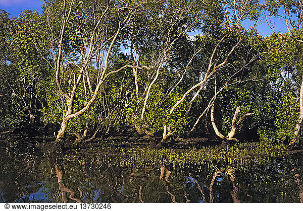 Die grauen Stämme der Mangroven kontrastieren mit dem dunklen  mit Pneumatophoren bewachsenen Waldboden Moreton Bay Marine Park und Ramsar-Feuchtgebiet  Südost-Queensland  Australien