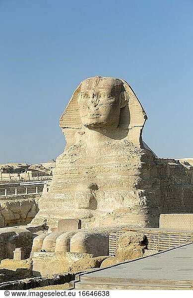 Die große Sphinx  Gizeh  Kairo  Ägypten.