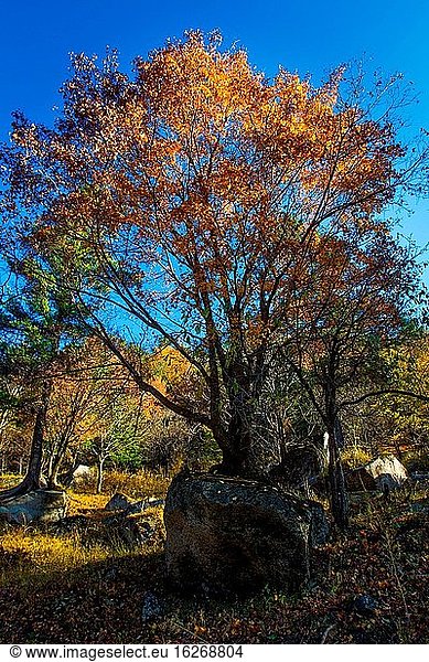 Die großen Hinggan-Berge in der Provinz Heilongjiang die Herbstlandschaft im Blick