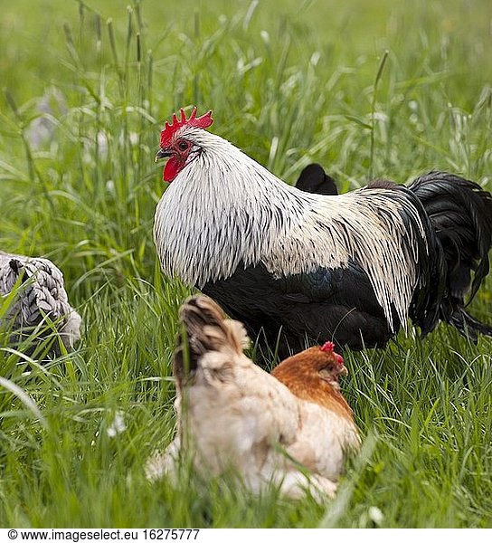 Die Hedemora-Hühner sind ein Überbleibsel des alten Landhuhns von Dalarna. Diese Hühner variieren stark in der Farbe. Ihr dichtes und flaumiges Federkleid zeugt von einer langen Anpassung an ein kaltes Klima. Foto: Andr? Maslennikov.