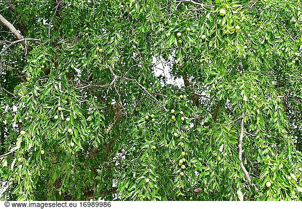 Die Jujube oder rote Dattel (Ziziphus jujuba) ist ein sommergrüner Strauch oder kleiner Baum  der in Südasien beheimatet ist und wegen seiner essbaren Früchte in andere gemäßigte Regionen eingeführt wurde.