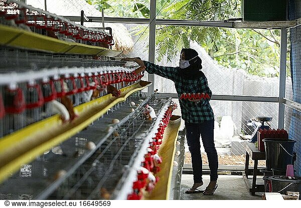 Die junge Unternehmerin Pradizzia Triane (23) sammelt Eier für den Verkauf auf einer Geflügelfarm in Bogor  Westjava  Indonesien. Die Geflügelfarm mit einem Bestand von 300 Legehennen ist in der Lage  200 bis 250 Hühnereier zu produzieren. Für junge Menschen  die davon träumen  einen eigenen landwirtschaftlichen Betrieb zu führen  könnte der Einstieg in die Geflügelhaltung eine ideale Möglichkeit sein  Geld und Erfahrung zu sammeln.