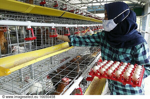 Die junge Unternehmerin Pradizzia Triane (23) sammelt Eier für den Verkauf auf einer Geflügelfarm in Bogor  Westjava  Indonesien. Die Geflügelfarm mit einem Bestand von 300 Legehennen ist in der Lage  200 bis 250 Hühnereier zu produzieren. Für junge Menschen  die davon träumen  einen eigenen landwirtschaftlichen Betrieb zu führen  könnte der Einstieg in die Geflügelhaltung eine ideale Möglichkeit sein  Geld und Erfahrung zu sammeln.
