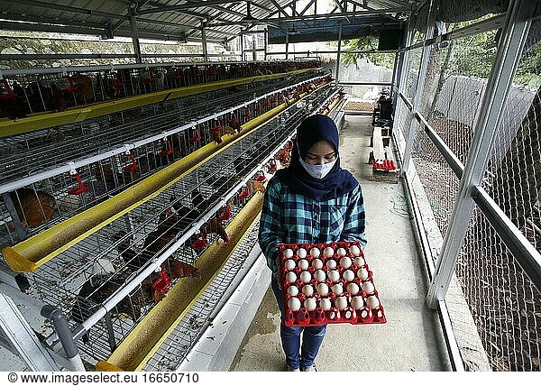 Die Jungunternehmerin Pradizzia Triane (23) sammelt Eier für den Verkauf auf einer Geflügelfarm in Bogor  Westjava  Indonesien. Die Geflügelfarm mit einem Bestand von 300 Legehennen ist in der Lage  200 bis 250 Hühnereier zu produzieren. Für junge Menschen  die davon träumen  einen eigenen landwirtschaftlichen Betrieb zu führen  könnte der Einstieg in die Geflügelhaltung eine ideale Möglichkeit sein  Geld und Erfahrung zu sammeln.