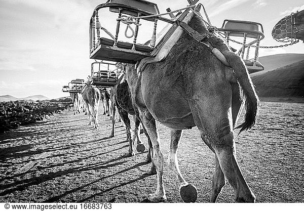 die Kamele wandern durch Lanzarote