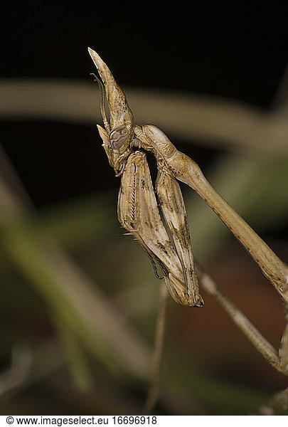 Die Kegelkopfschrecke Empusa nutzt die Mimikry  um sich in der Vegetation zu verstecken