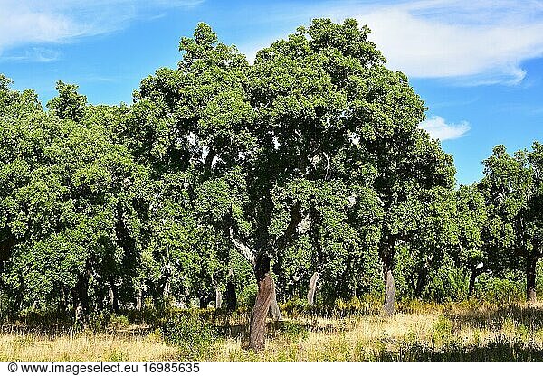Die Korkeiche (Quercus suber) ist ein immergrüner Baum  der in Südwesteuropa und Nordwestafrika heimisch ist. Dieses Foto wurde im Naturpark Arribes del Duero  Provinz Zamora  Castilla y Leon  Spanien  aufgenommen.