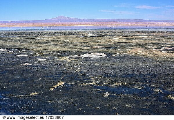Die Laguna Chaxa ist eine Brackwasserlagune in der Atacamawüste. Reserva Nacional Los Flamencos  San Pedro de Atacama  El Loa  Antofagasta  Chile.