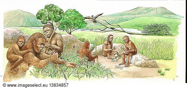 Die Männer des Homo habilis bearbeiteten Steine  um sie zu schärfen und damit das Wild zu zerschneiden oder die Felle abzuschaben. Das Wild wurde in einer Grube gefangen oder von mehreren Männern zur Strecke gebracht. Eine Frau sammelt mit ihrem Kind wilde Beeren. Zweige wurden gesammelt  um Unterstände zu bauen.