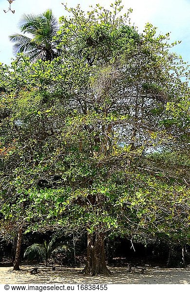 Die Malabarmandel (Terminalia catappa) ist ein sommergrüner Baum  der wahrscheinlich in Asien beheimatet ist  aber in den meisten tropischen Regionen eingebürgert wurde. Er hat medizinische Eigenschaften und seine Samen sind essbar. Dieses Foto wurde in Paraty  Brasilien  aufgenommen.