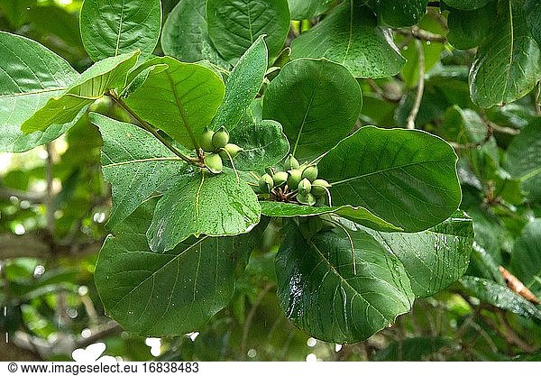 Die Malabarmandel (Terminalia catappa) ist ein sommergrüner Baum  der wahrscheinlich in Asien beheimatet ist  aber in den meisten tropischen Regionen eingebürgert wurde. Er hat medizinische Eigenschaften und seine Samen sind essbar. Detail der Früchte. Dieses Foto wurde in Manaus  Brasilien  aufgenommen.