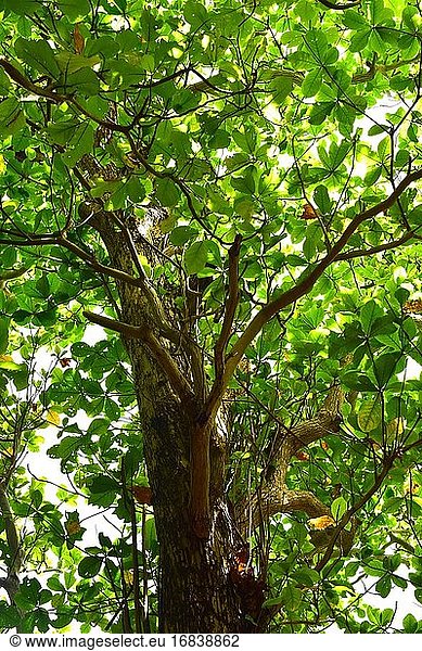 Die Malabarmandel (Terminalia catappa) ist ein sommergrüner Baum  der wahrscheinlich in Asien beheimatet ist  aber in den meisten tropischen Regionen eingebürgert wurde. Er hat medizinische Eigenschaften und seine Samen sind essbar. Dieses Foto wurde in Phuket  Thailand  aufgenommen.
