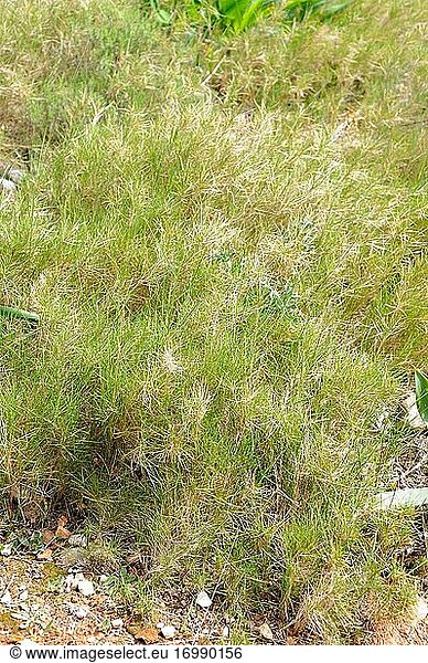 Die Mediterrane Falsche Brombeere (Brachypodium retusum) ist eine mehrjährige Heilpflanze  die in Südeuropa  Nordafrika und der Türkei heimisch ist. Dieses Foto wurde in Cabo San Antonio  Provinz Alicante  Comunitat Valenciana  Spanien  aufgenommen.