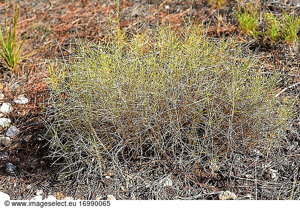 Die Mediterrane Scheinrübe (Brachypodium retusum) ist eine mehrjährige Heilpflanze  die in Südeuropa  Nordafrika und der Türkei heimisch ist. Dieses Foto wurde in L'Ametlla de Mar  Provinz Tarragona  Katalonien  Spanien  aufgenommen.