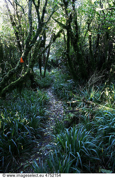 Die orangen Markierungen weisen dem Wanderer den Weg in Neuseeland  Te Rereatukahia Loop Track im Kaimai Mamaku Forest Park  Bay of Plenty  Neuseeland