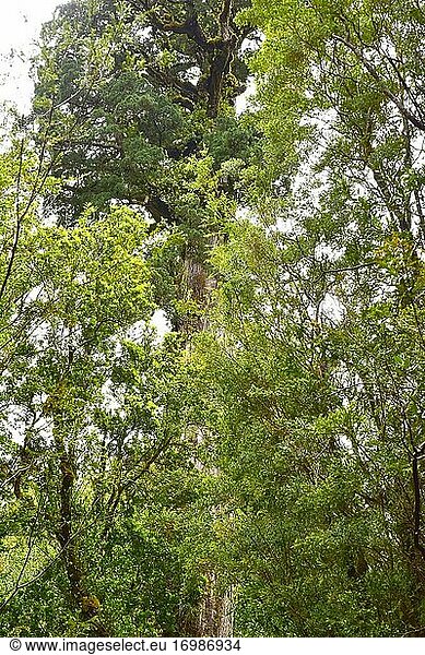 Die Patagonische Zypresse (Fitzroya cupressoides) ist ein immergrüner Nadelbaum  der in den Bergen Mittel- und Südargentiniens und Chiles heimisch ist. Dieses Exemplar ist 3.000 Jahre alt. Dieses Foto wurde im Nationalpark Alerce Andino  Region de los Lagos  Chile  aufgenommen.