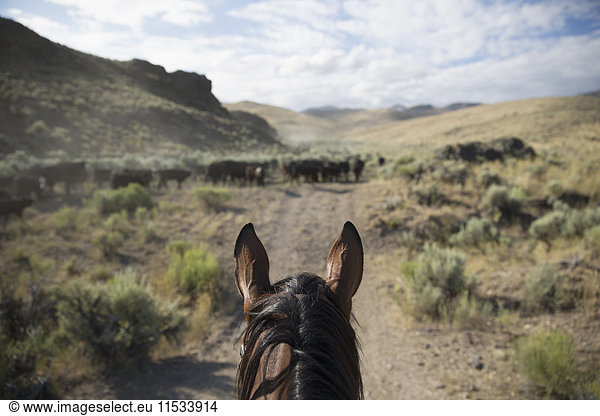 Die Perspektive eines Cowboys zu Pferd  der in einer staubigen ländlichen Landschaft Vieh hütet.
