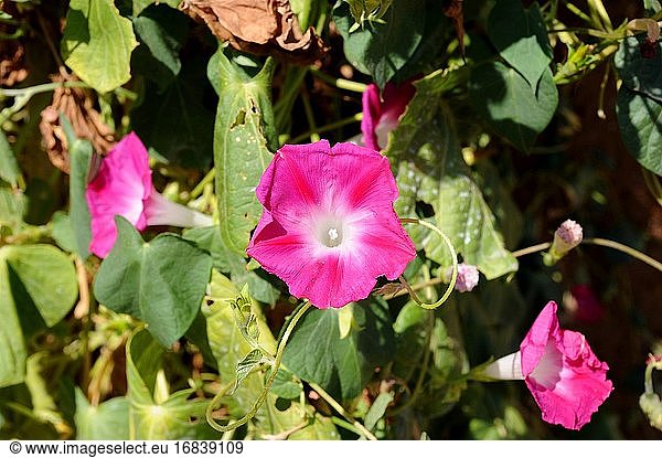 Die Purpur-Morgenlatte (Ipomoea purpurea) ist eine in Mexiko und Mittelamerika beheimatete Kletterpflanze.