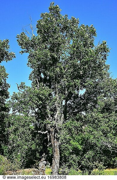 Die Pyrenäeneiche (Quercus pyrenaica) ist ein Laubbaum  der in Südwesteuropa und Nordwestafrika beheimatet ist. Dieses Foto wurde im Naturpark Arribes del Duero  Provinz Zamora  Castilla y Leon  Spanien  aufgenommen.