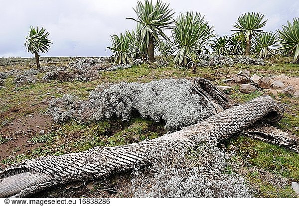 Die Riesenlobelie (Lobelia rhynchopetalum) ist eine in den Bergen Äthiopiens endemische Pflanze. Abgestorbener Baumstamm im Vordergrund. Dieses Foto wurde im Bale Mountains National Park  Äthiopien  aufgenommen.