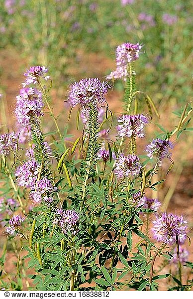 Die Rocky Mountain Bienenpflanze oder Navajo-Spinat (Cleome serrulata oder Peritoma serrulata) ist eine einjährige Pflanze  die im Süden Kanadas und im Zentrum und Westen der USA heimisch ist. Dieses Foto wurde in den Coral Pink Sand Dunes  Utah  USA  aufgenommen.