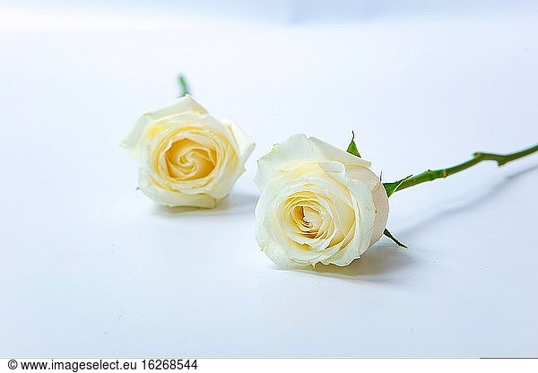 Die Rosen