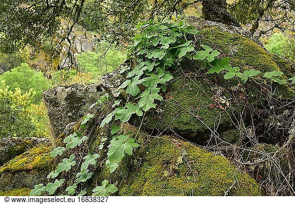 Die Rote Moosbeere oder Englische Alraune (Bryonia dioica) ist eine mehrjährige Kletterpflanze  die in Mittel- und Südeuropa heimisch ist. Dieses Foto wurde in der Provinz Salamanca  Kastilien-León  Spanien  aufgenommen.