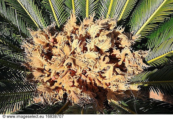 Die Sagopalme oder Sagocycade (Cycas revoluta) ist eine in Südjapan beheimatete Gymnospermenpflanze. Besonders die Früchte sind giftig  da sie Cycasin enthalten. Detail des weiblichen Blütenstandes.