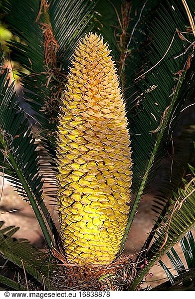 Die Sagopalme oder Sagocycade (Cycas revoluta) ist eine in Südjapan beheimatete Gymnospermenpflanze. Besonders die Früchte sind giftig  da sie Cycasin enthalten. Männlicher Blütenstand (Strobilus) Detail.