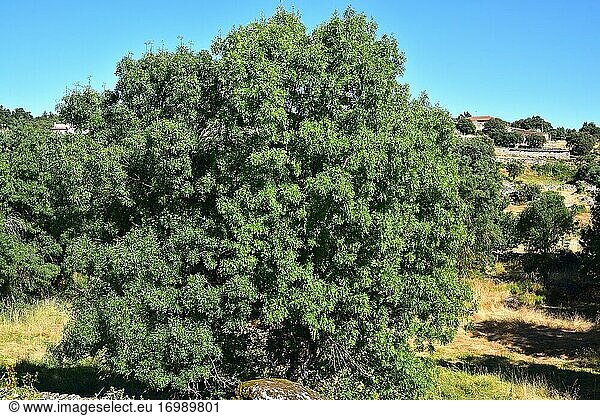 Die Schmalblättrige Esche (Fraxinus angustifolia) ist ein im Mittelmeerraum beheimateter Laubbaum. Dieses Foto wurde im Naturpark Arribes del Duero  Provinz Zamora  Castilla y Leon  Spanien  aufgenommen.