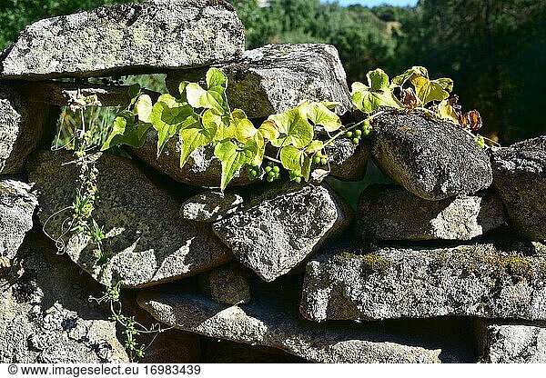 Die Schwarze Moosbeere (Dioscorea communis oder Tamus communis) ist eine Kletterpflanze  die in Mittel- und Südeuropa  Nordwestafrika und Westasien heimisch ist. Ihre Früchte sind giftig. Dieses Foto wurde im Naturpark Arribes del Duero  Provinz Zamora  Castilla y Leon  Spanien  aufgenommen.