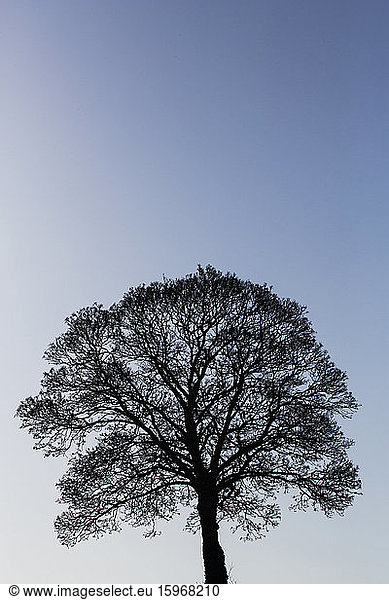 Die Silhouette eines Baumes vor einem dunklen klaren Winterhimmel.