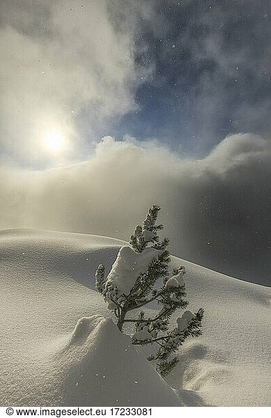 Die Sonne beleuchtet kleine Pinie während eines Schneefalls  Valmalenco  Valtellina  Lombardei  Italien  Europa