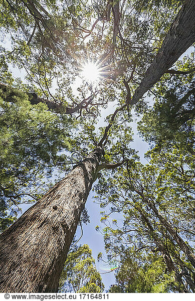 Die Sonne scheint über die Baumkronen der hohen roten Tingle-Bäume (Eucalyptus jacksonii)  die im Walpole-Nornalup National Park wachsen