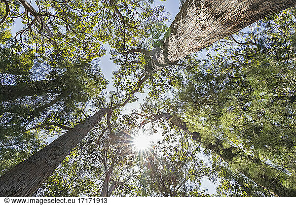 Die Sonne scheint über die Baumkronen der hohen roten Tingle-Bäume (Eucalyptus jacksonii)  die im Walpole-Nornalup National Park wachsen