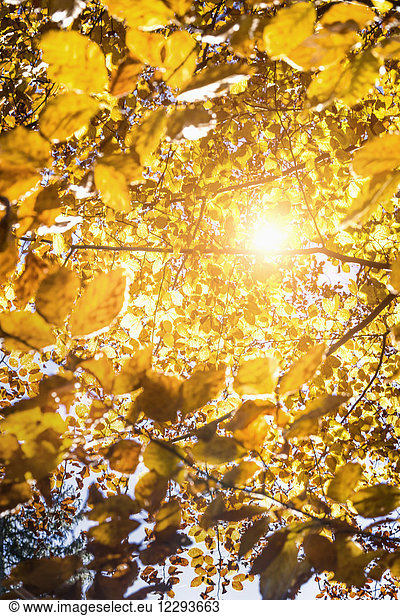 Die Sonne scheint durch das Herbstlaub
