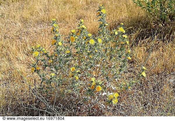 Die Spanische Austerndistel (Scolymus hispanicus) ist eine essbare zwei- oder mehrjährige stachelige Pflanze  die in Südwesteuropa heimisch ist. Dieses Foto wurde im Naturpark Arribes del Duero  Provinz Zamora  Castilla y Leon  Spanien  aufgenommen.